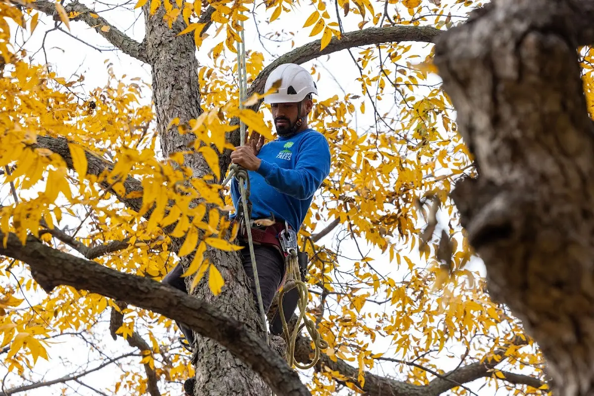 Skilled Tree Planing crew working in Alamo